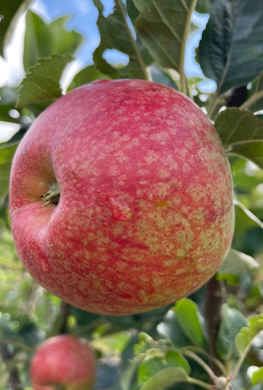 Apple - Beauty of Bath