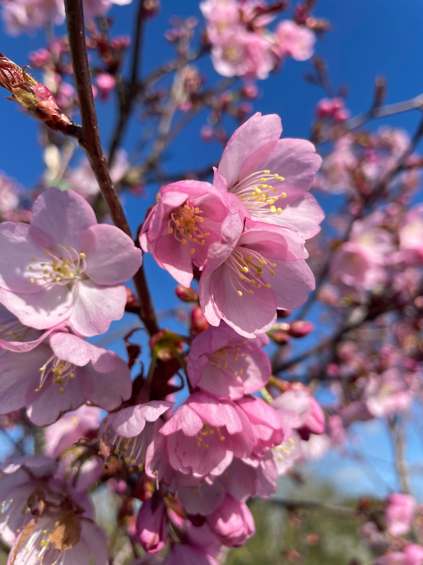 Flowering Cherry - Prunus Sargenti