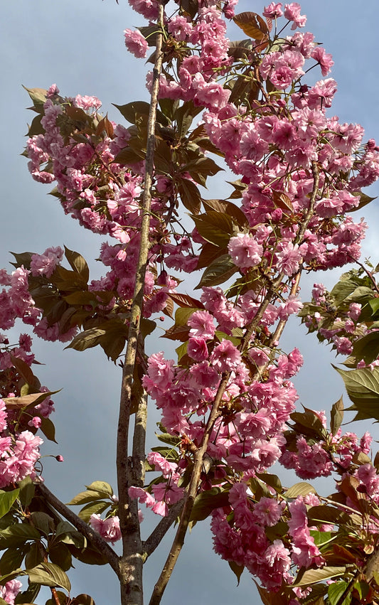 Prunus Fugenzo