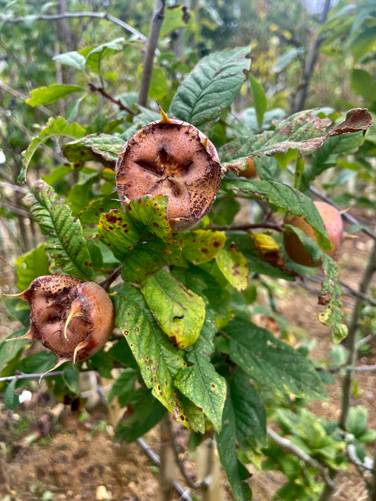 Medlar - Nottingham