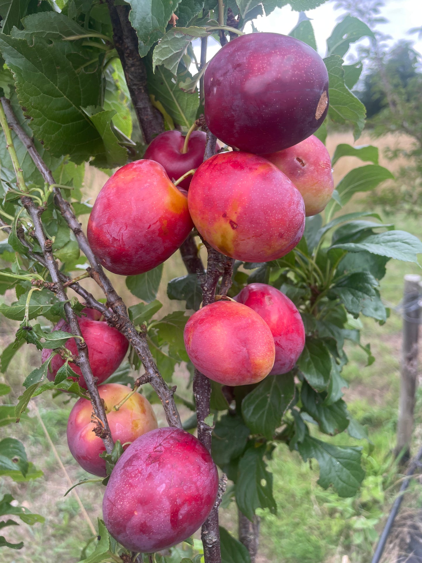 Plums on a tree branch with green leaves