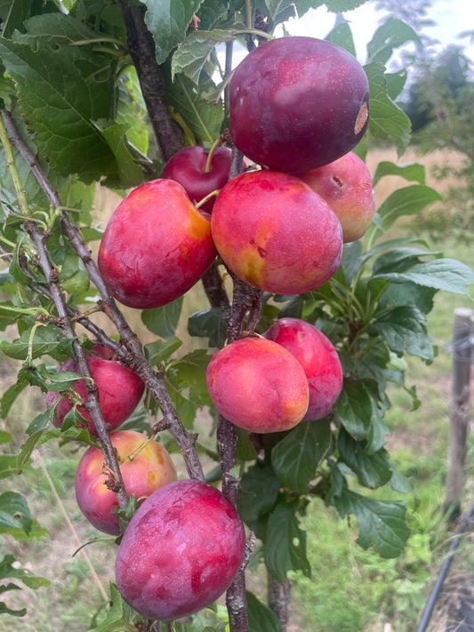 Plums on a tree branch with green leaves