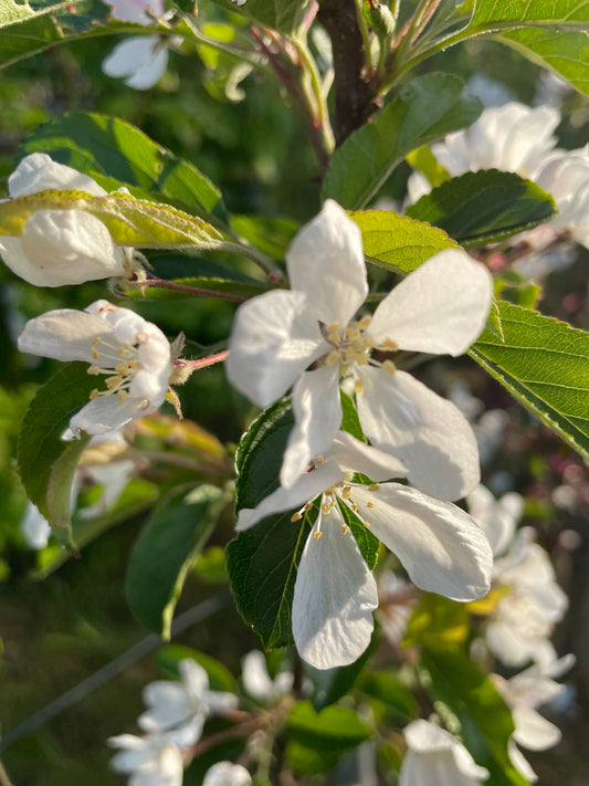 Crab Apple - Malus Comtesse de Paris