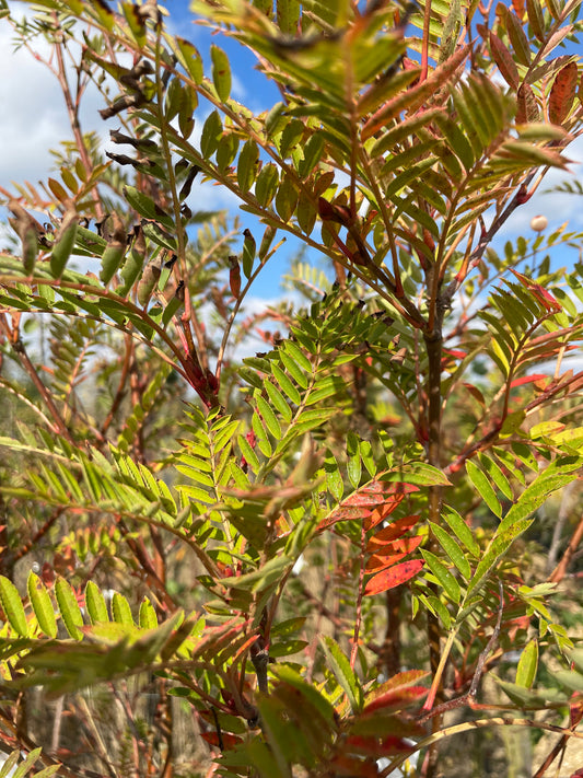 Sorbus Vilmorinii