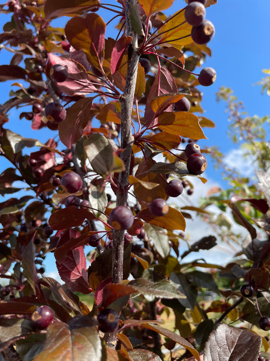 Crab Apple - Malus Scarlett