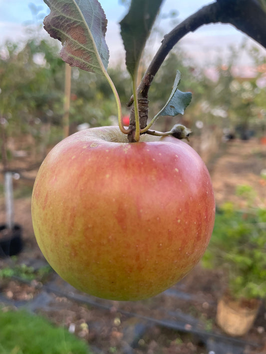 Apple - Christmas Pippin