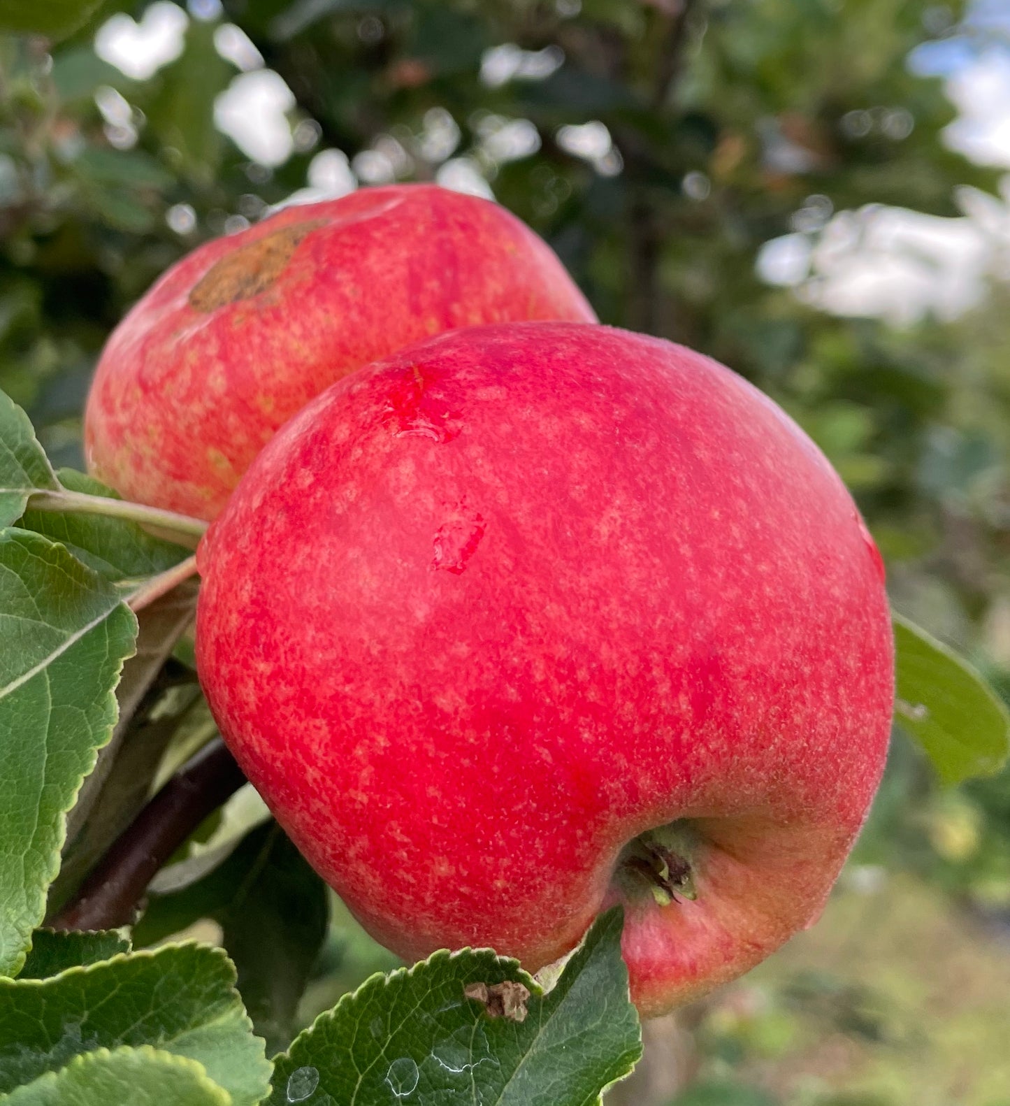 Apple - Beauty of Bath