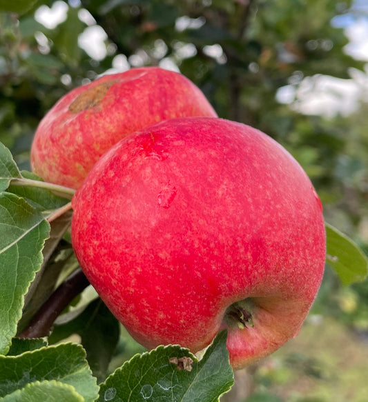 Apple - Beauty of Bath
