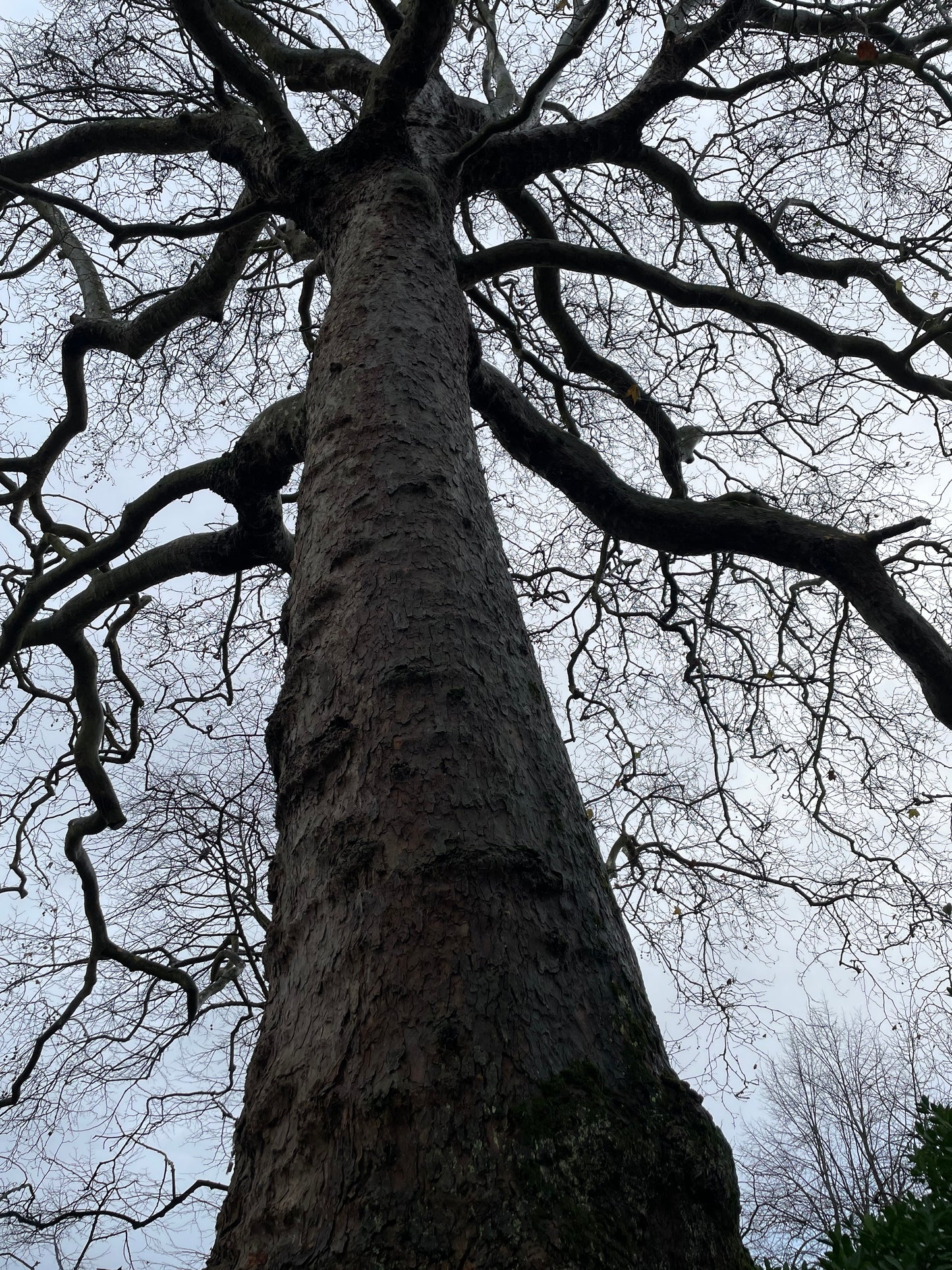 London Plane - Platanus Hispanica