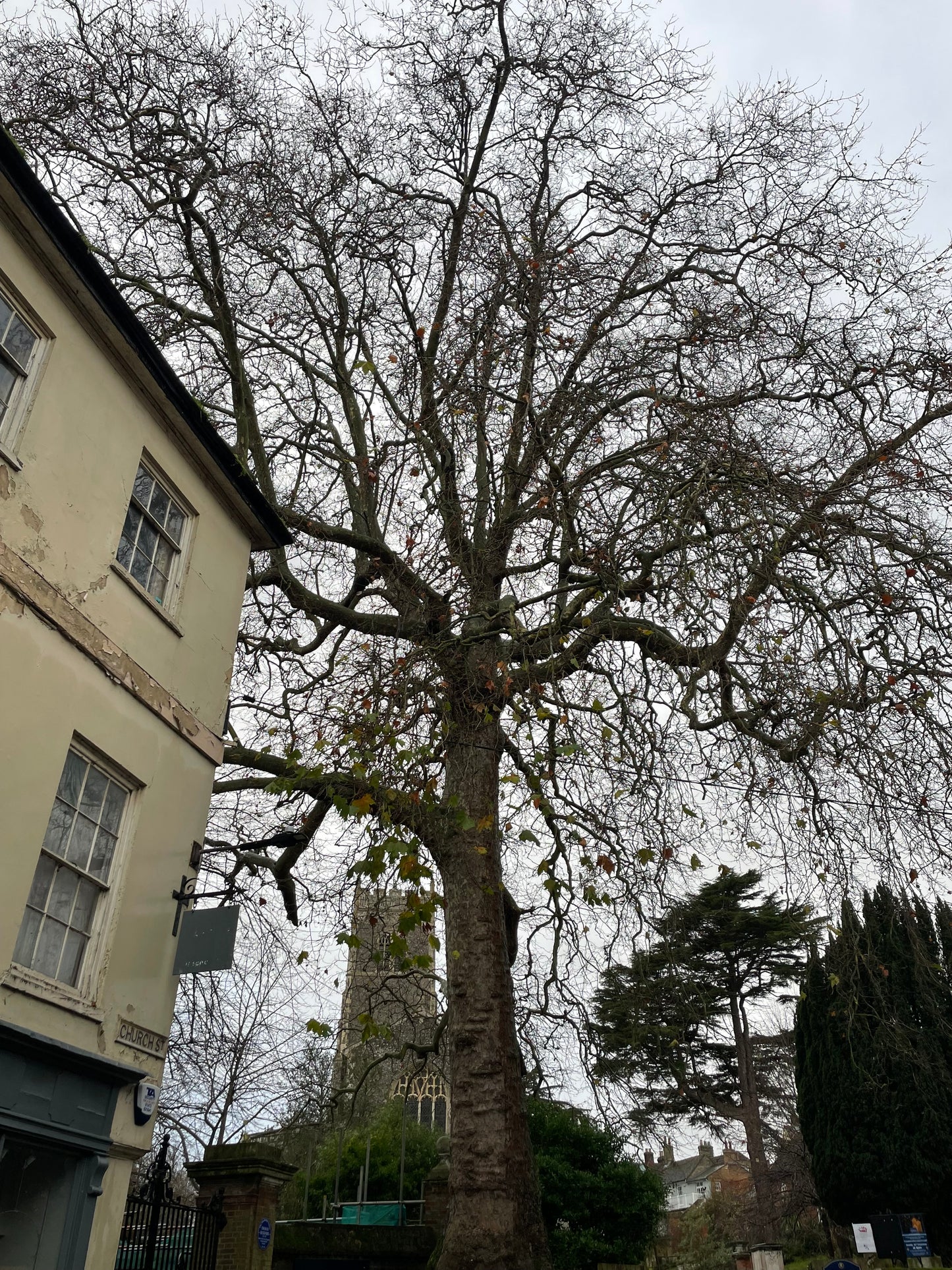 London Plane - Platanus Hispanica