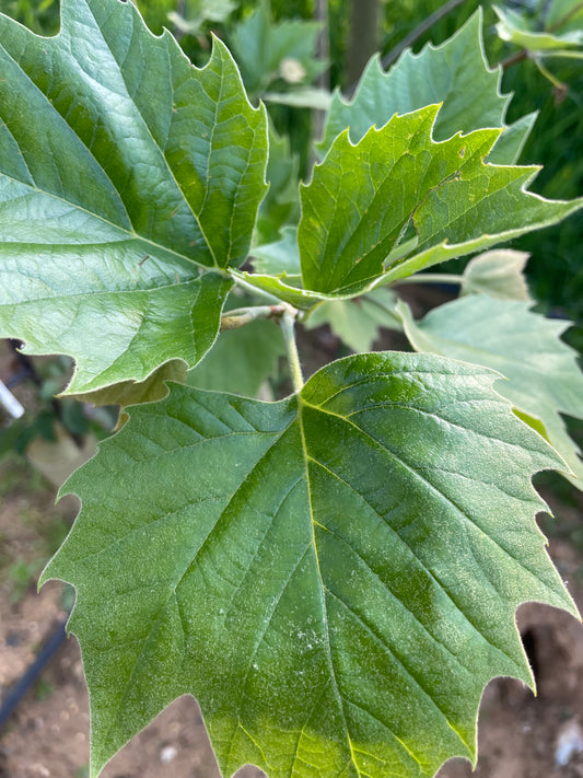 London Plane - Platanus Hispanica