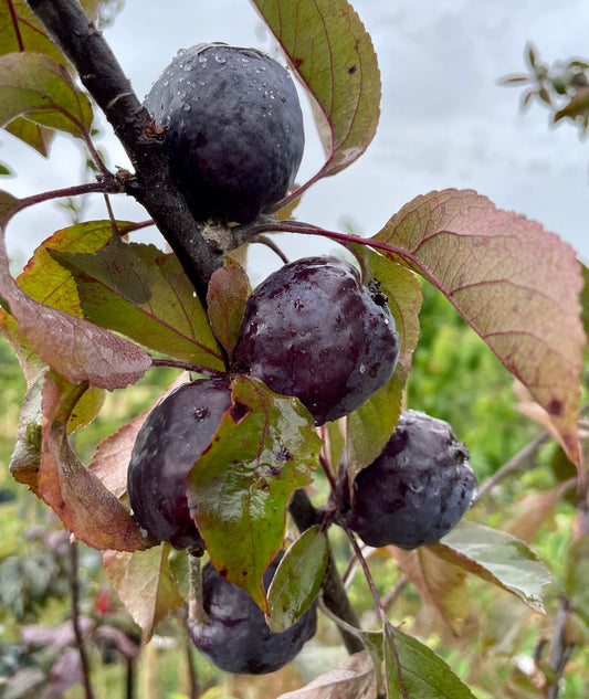 Crab Apple - Malus Dr Campbell's