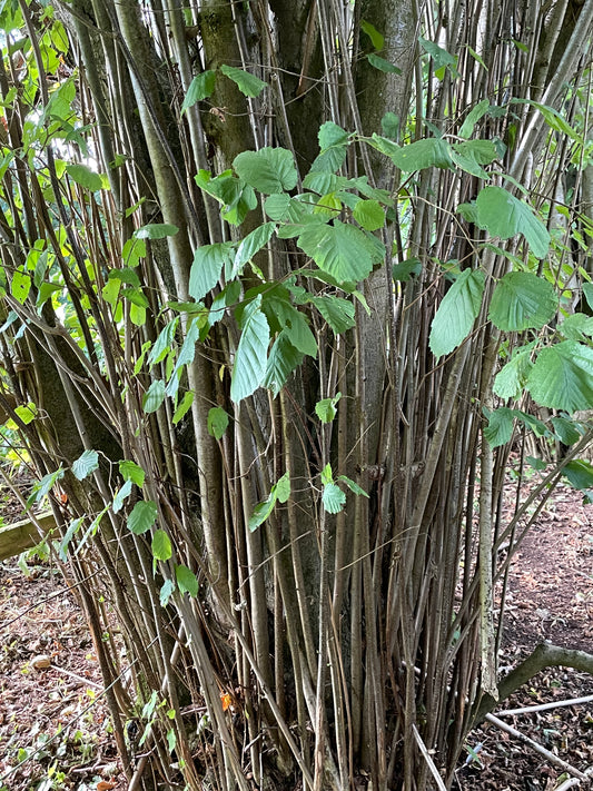 Hazel - Coryllus Avellana