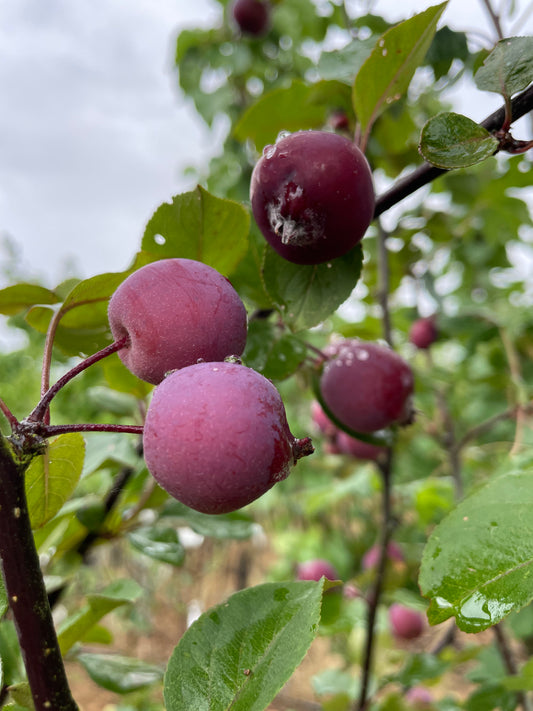Crab Apple - Malus Neville Copeman