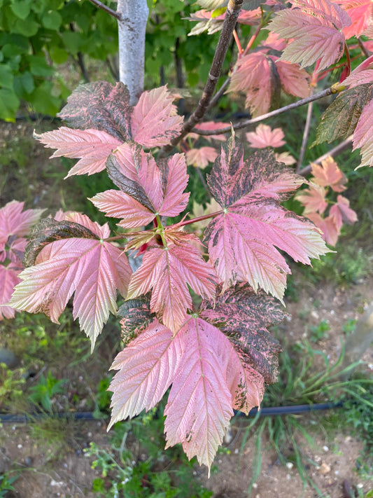 Acer - Simon-Louis Freres