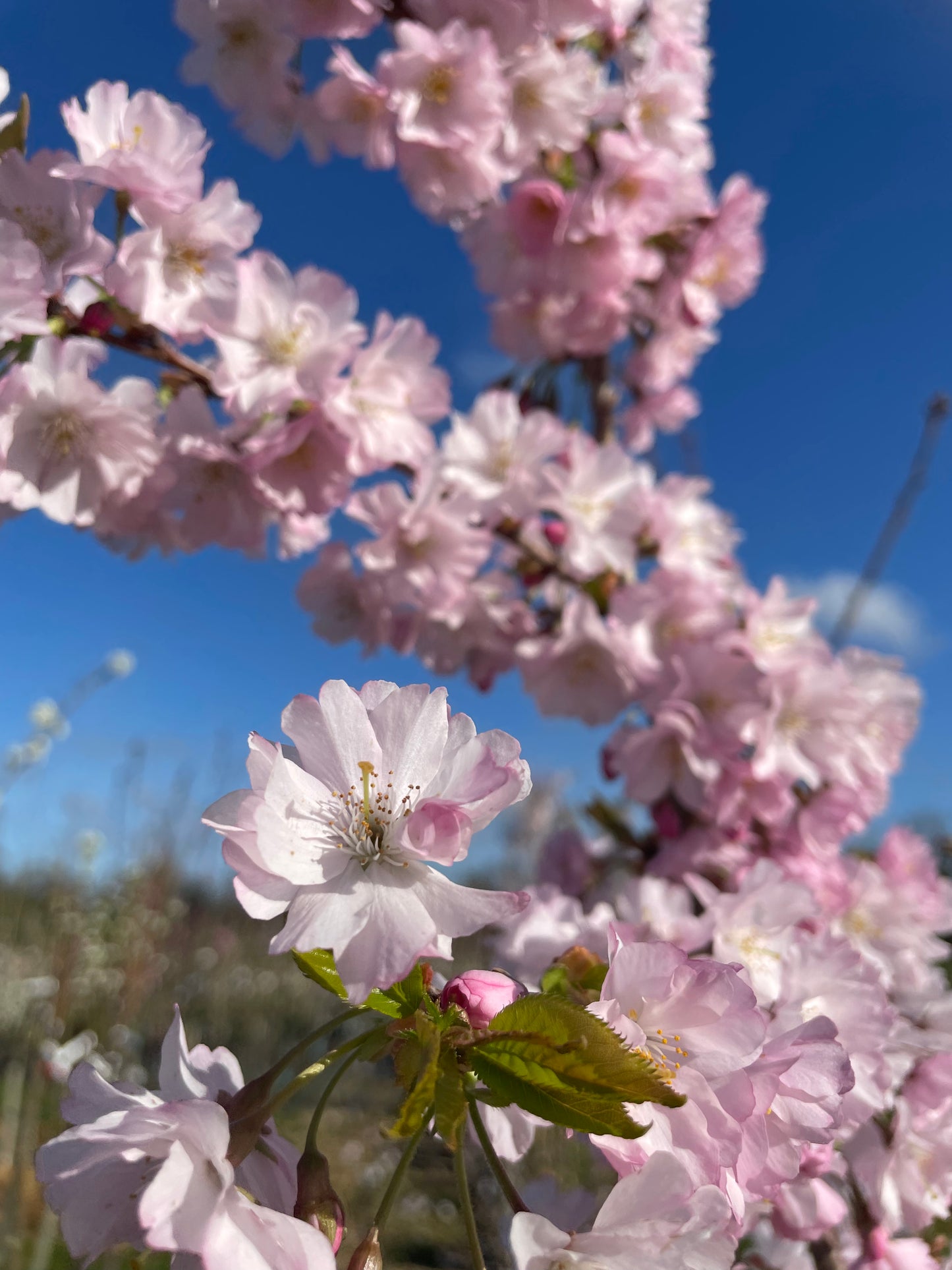 Flowering Cherry - Prunus Accolade