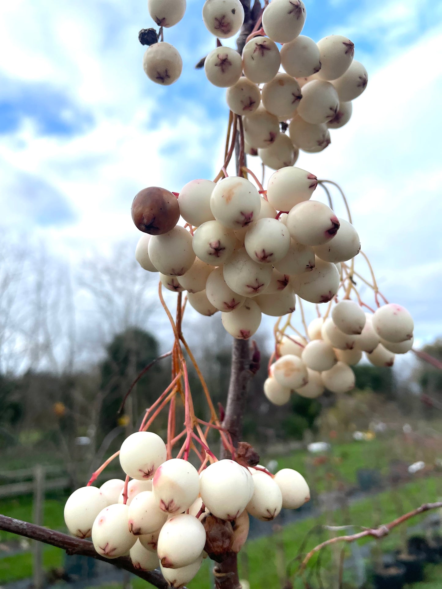 Sorbus - Kashmiriana