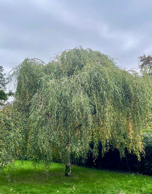 Birch - Betula Youngii