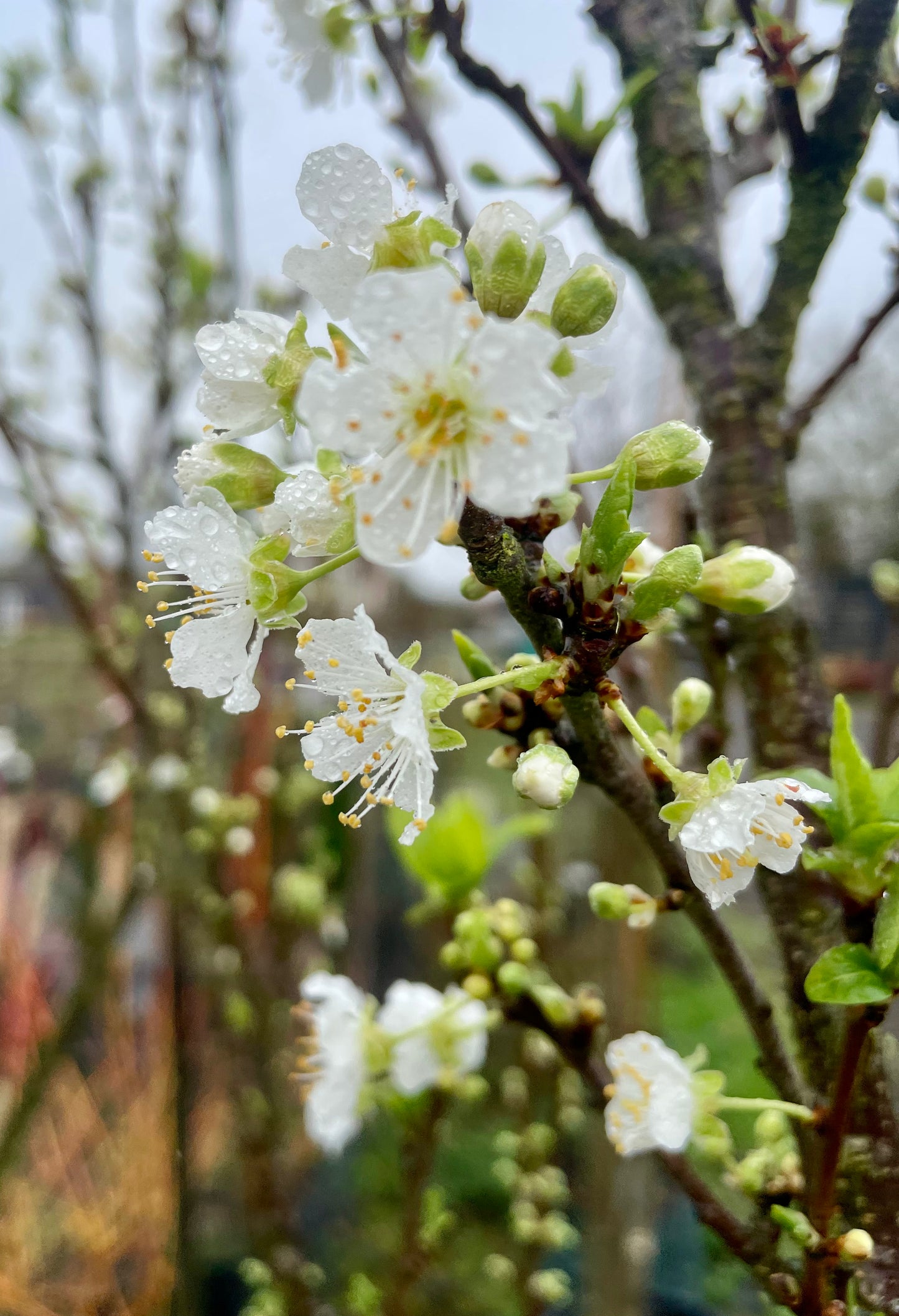 Mirabelle - Ruby Columnar