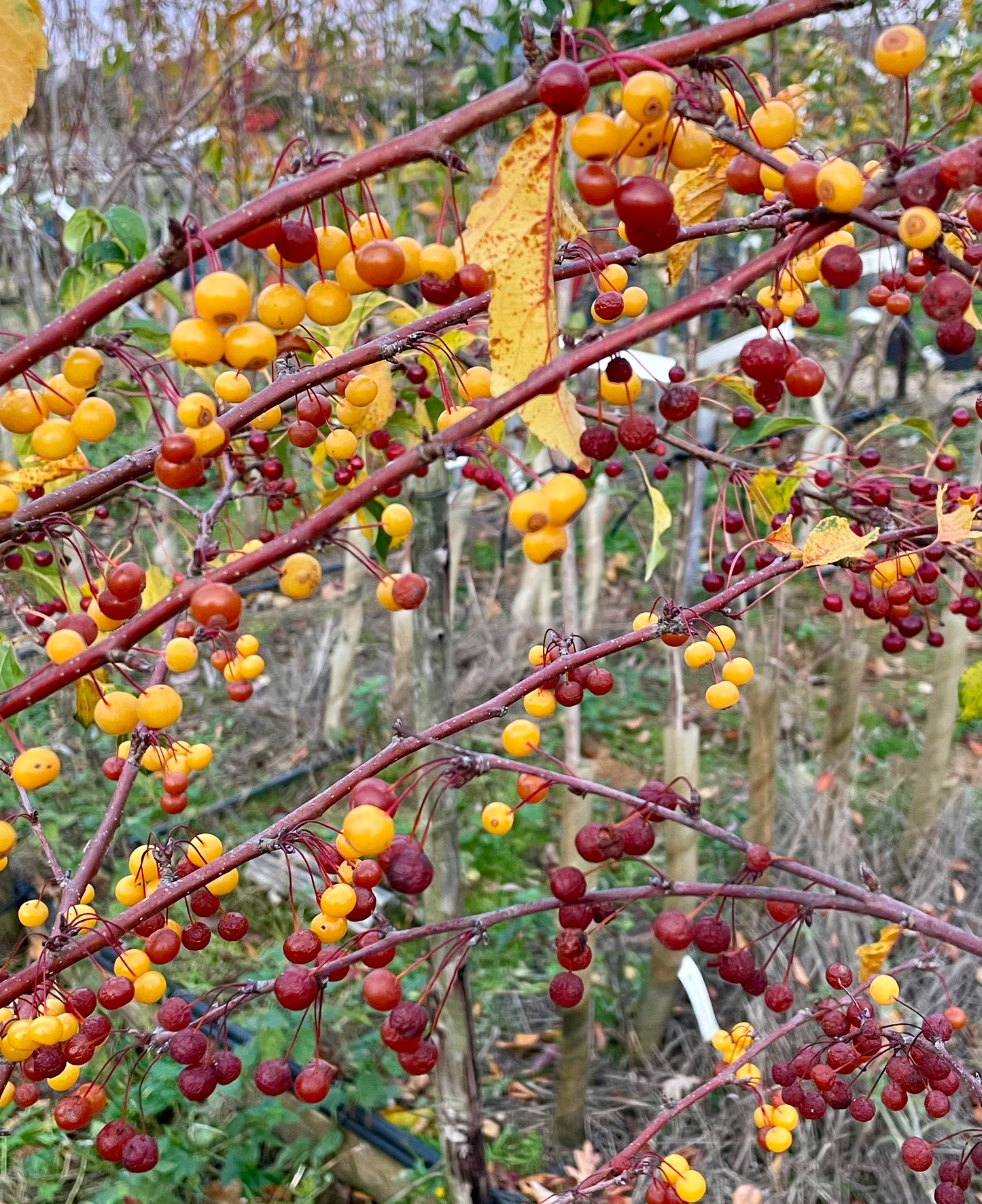Crab Apple - Malus Transitoria
