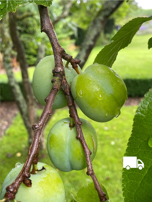 Gage - Old Green Gage