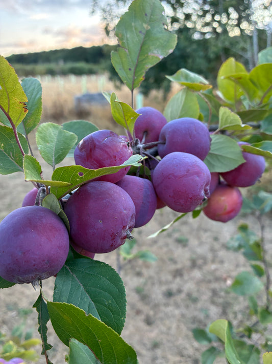 Crab Apple - Malus Neville Copeman