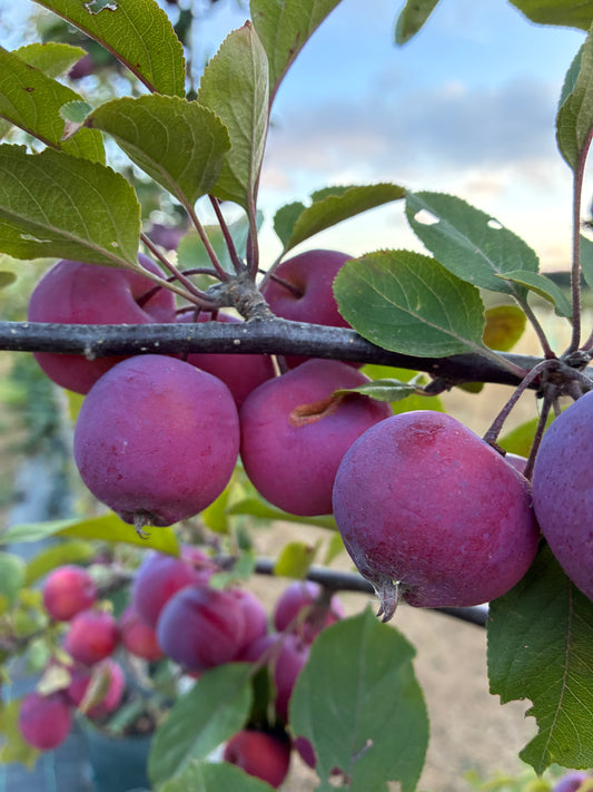 Crab Apple - Malus Neville Copeman