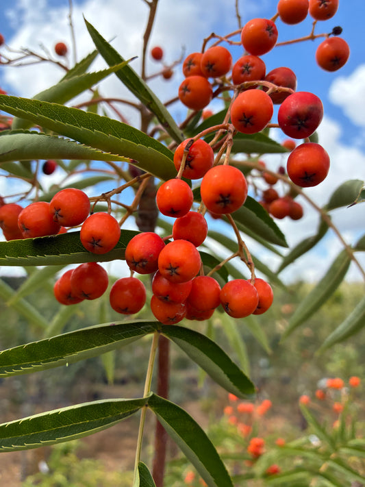 Sorbus Olympic Flame
