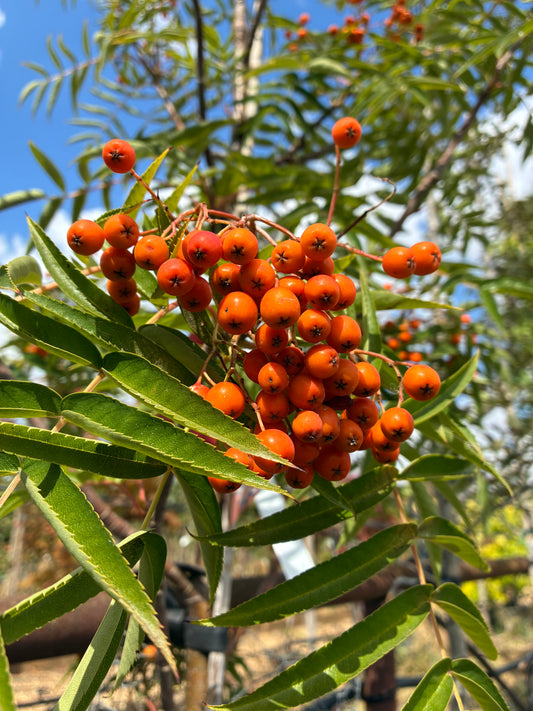 Sorbus Olympic Flame