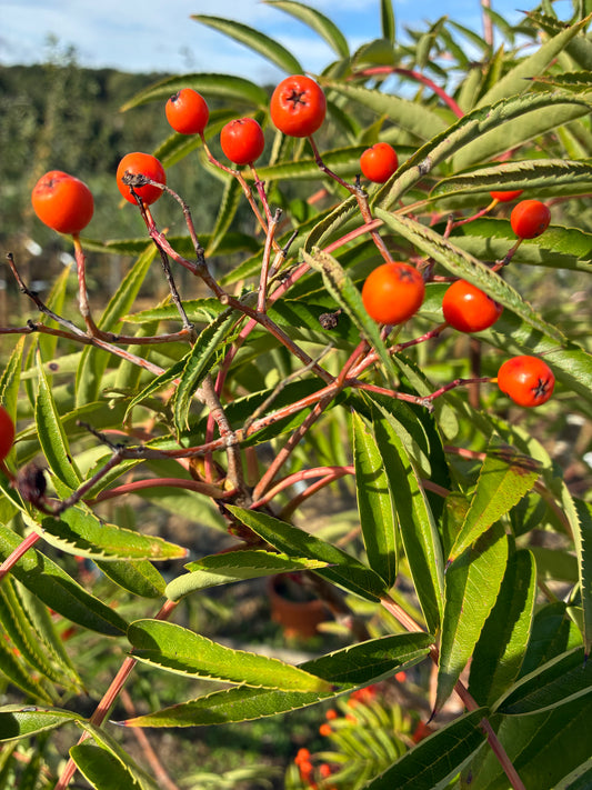 Sorbus Olympic Flame