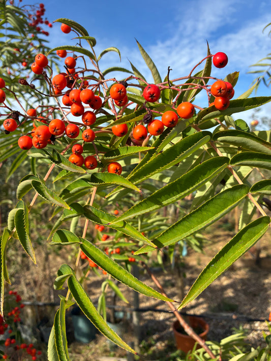 Sorbus Olympic Flame