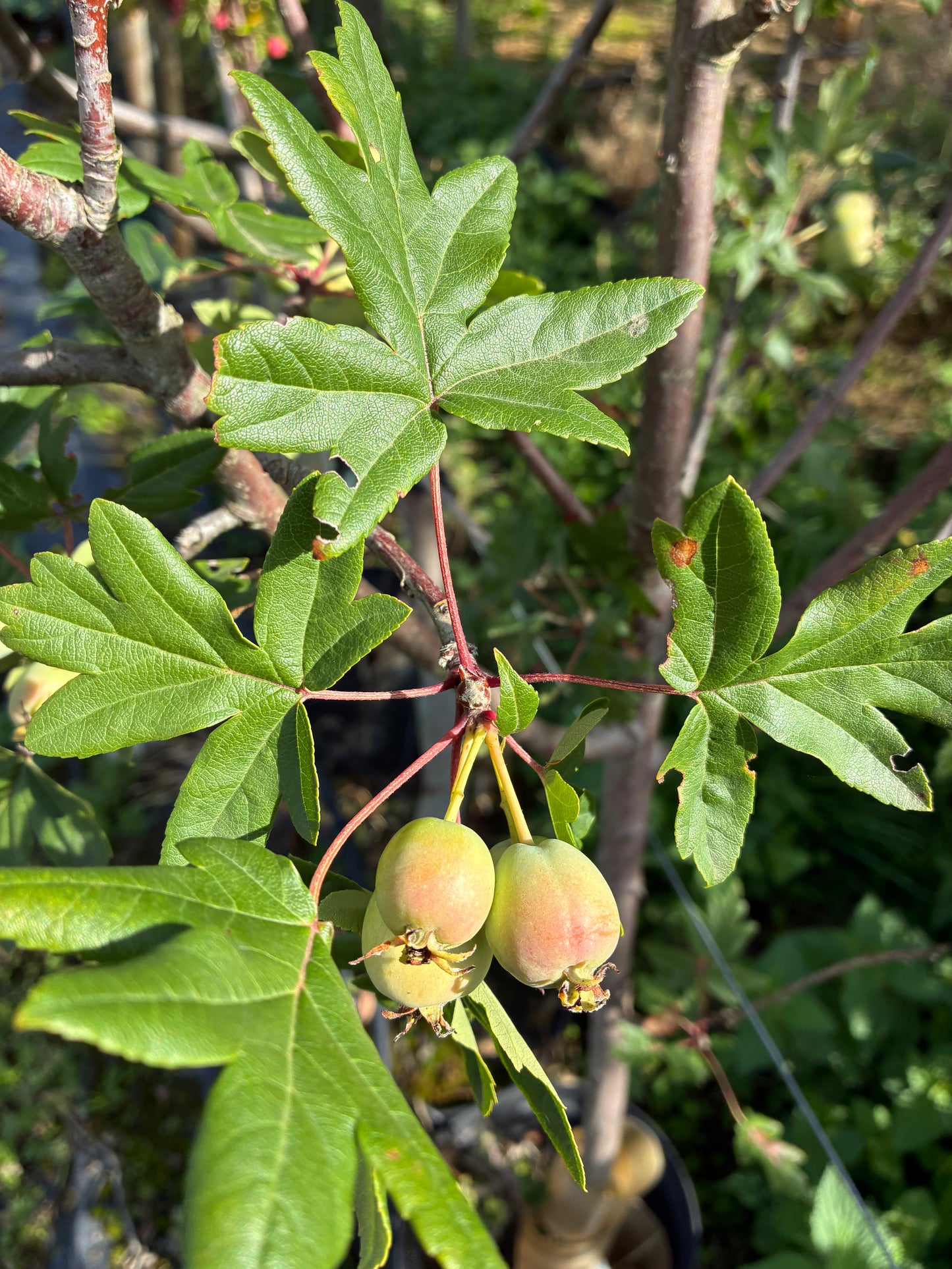 Malus Trilobata Guardsman