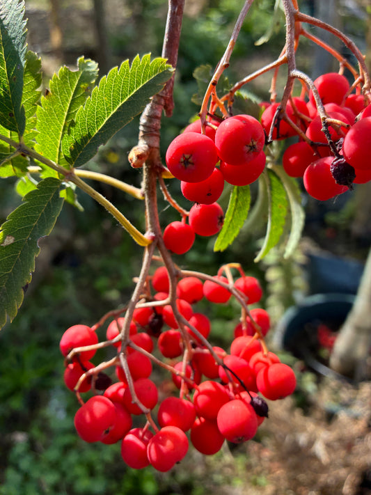 Sorbus Amber Light