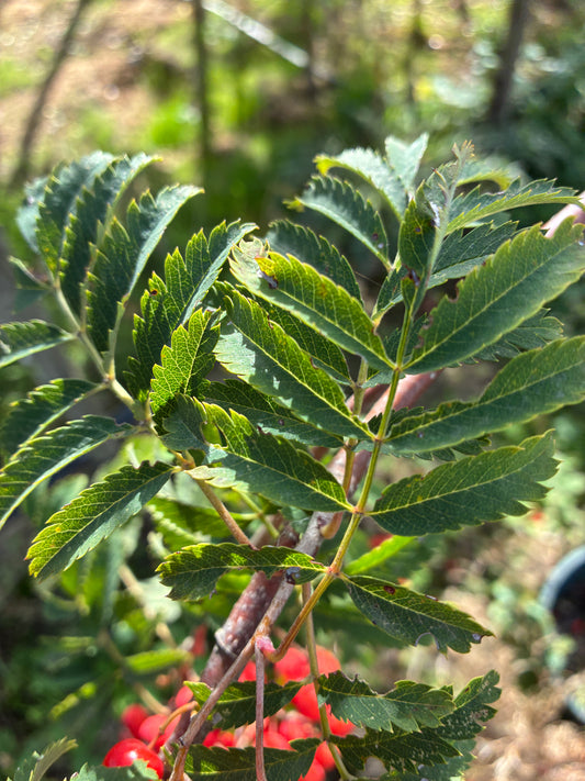 Sorbus Amber Light