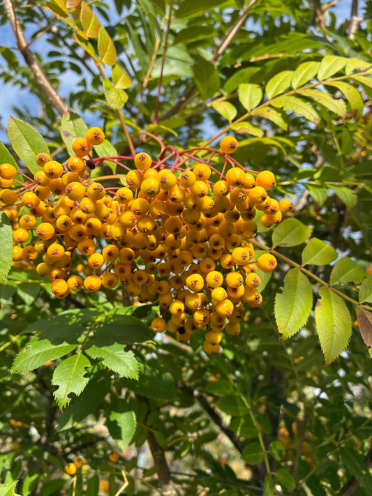 Sorbus Wisley Gold