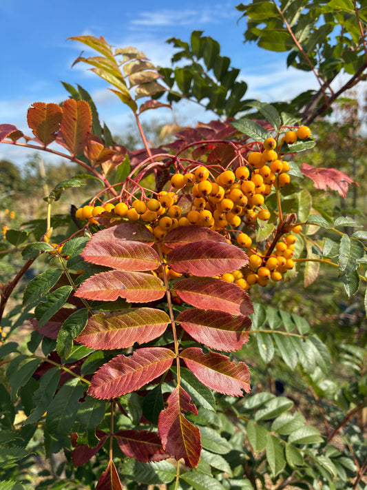 Sorbus Wisley Gold