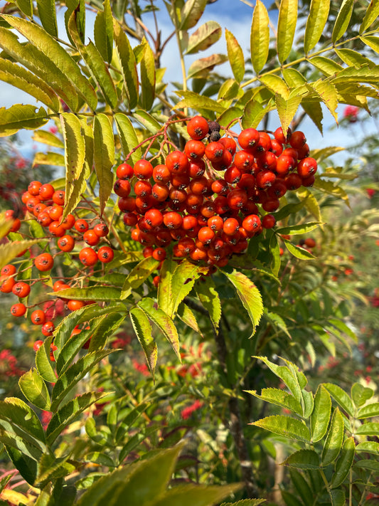 Sorbus Commixta "Embley"