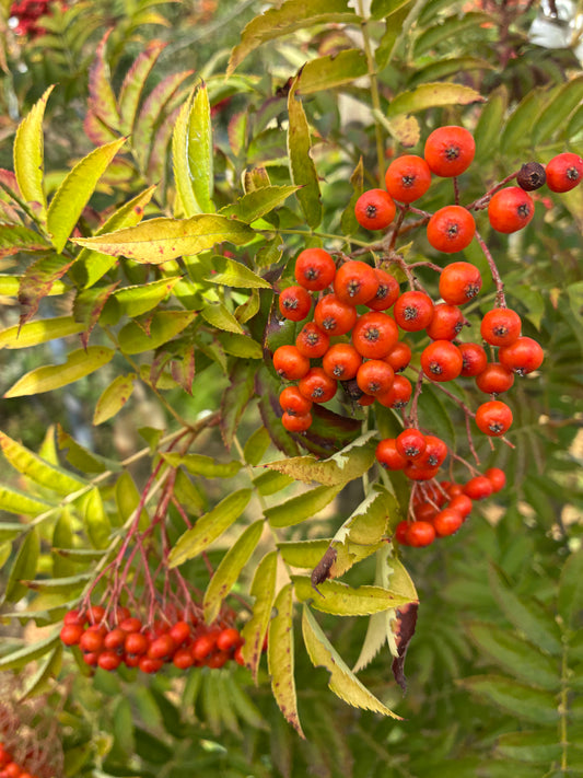 Sorbus Commixta "Embley"