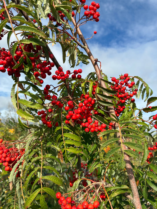 Sorbus - Chinese Lace