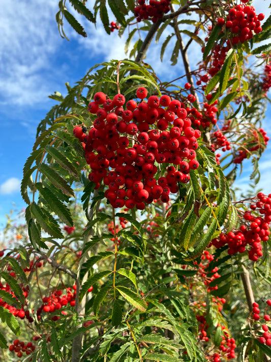 Sorbus - Chinese Lace