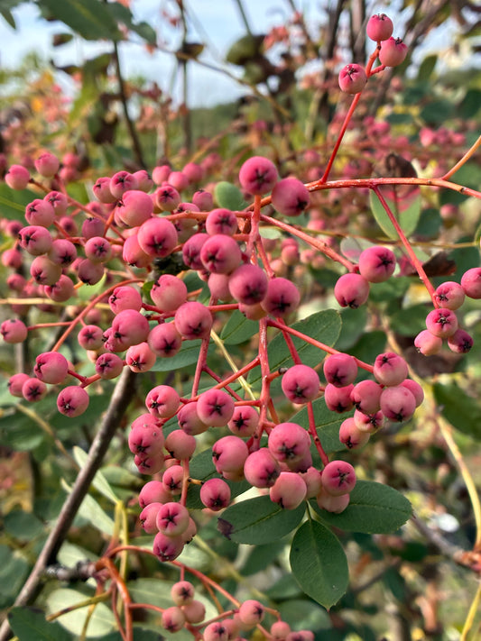 Sorbus Pink Pagoda