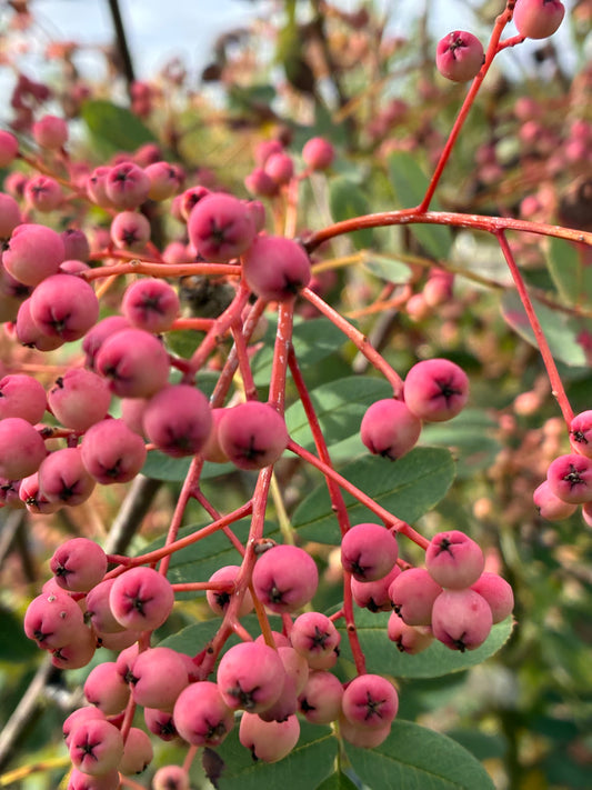 Sorbus Pink Pagoda
