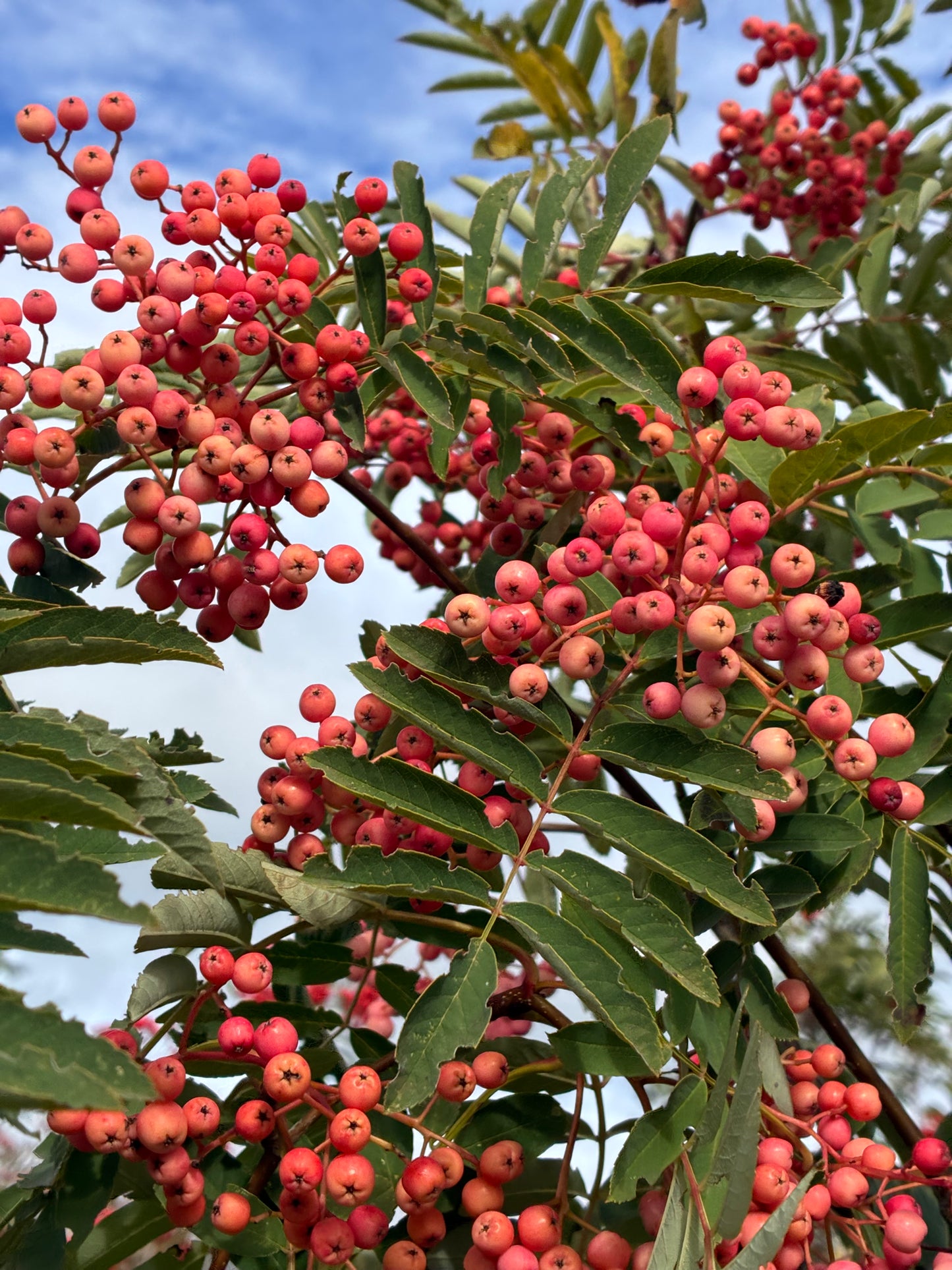 Sorbus Pink Ness