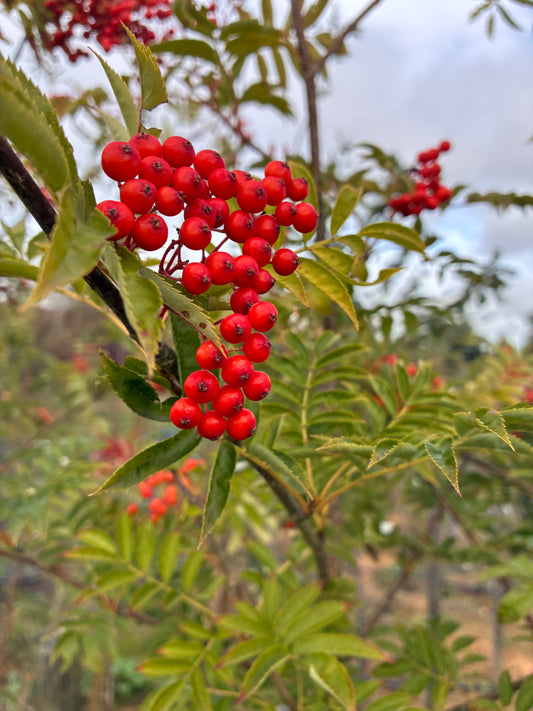 Sorbus - Discolor