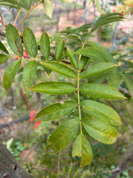 Sorbus - Discolor