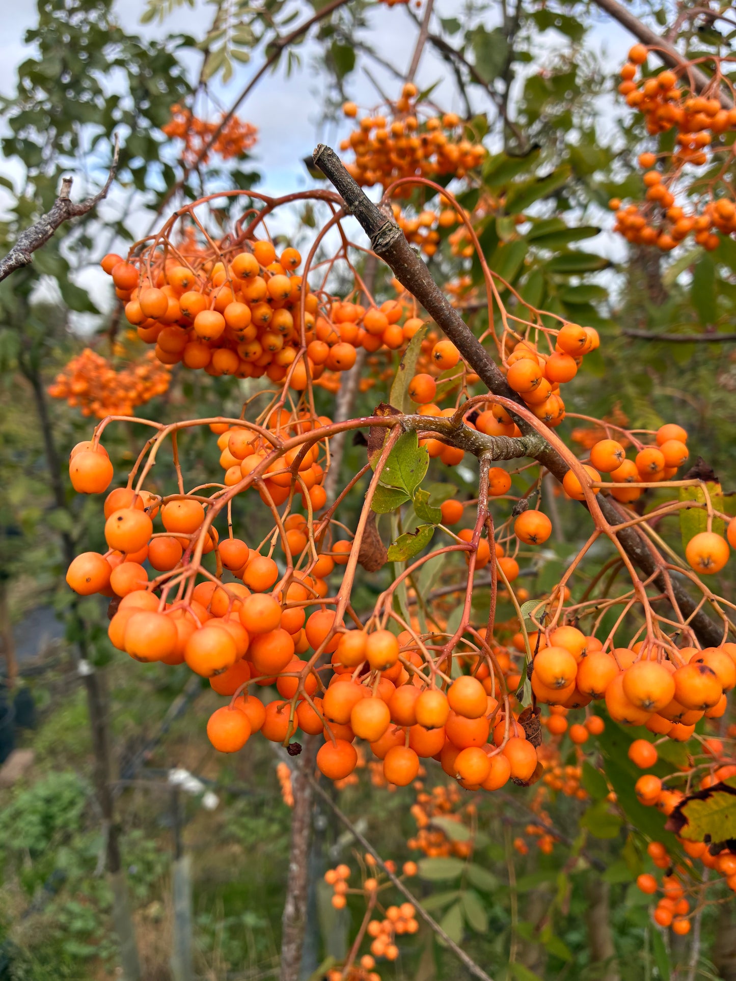 Sorbus - Apricot Queen