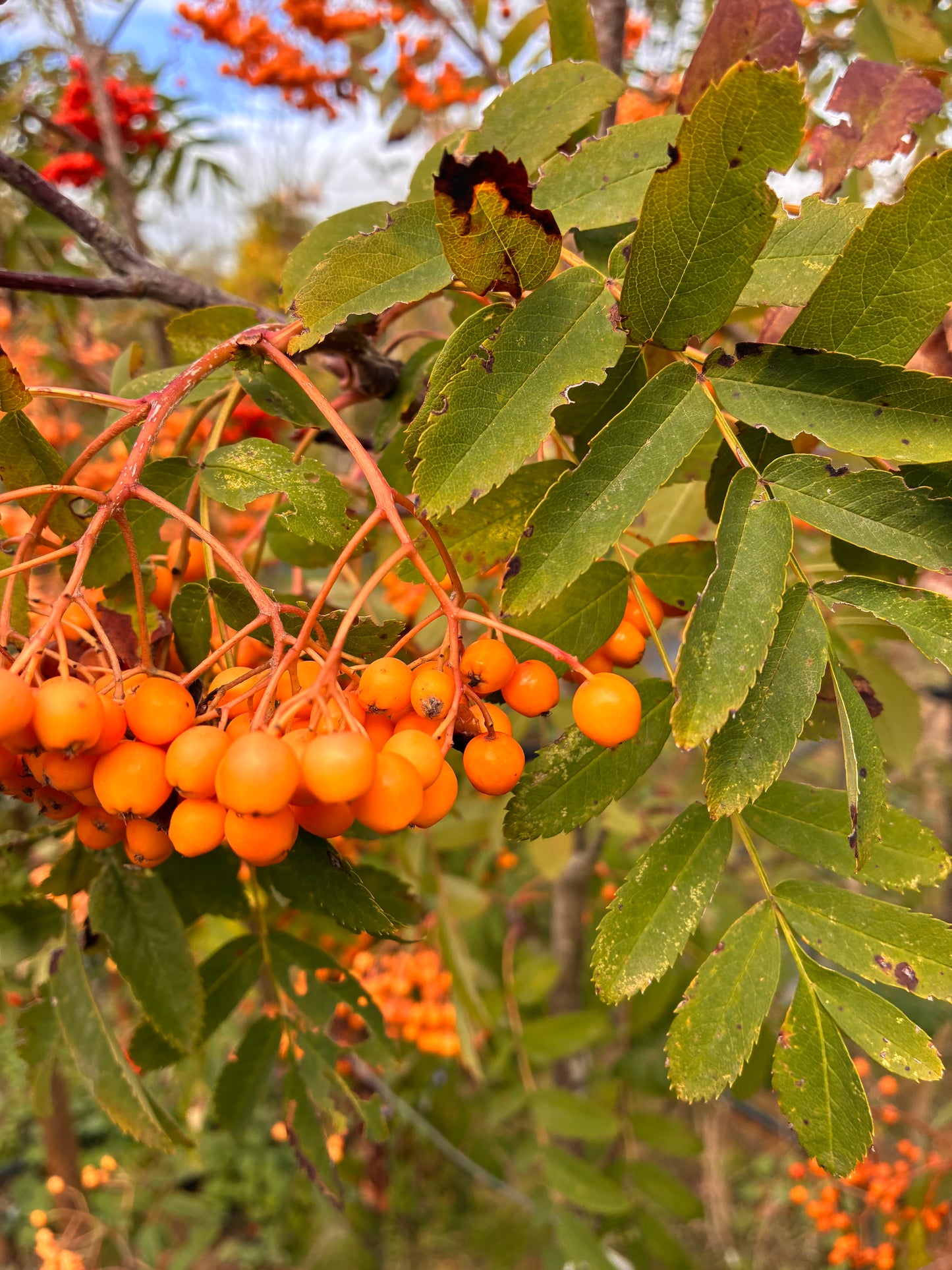 Sorbus - Apricot Queen