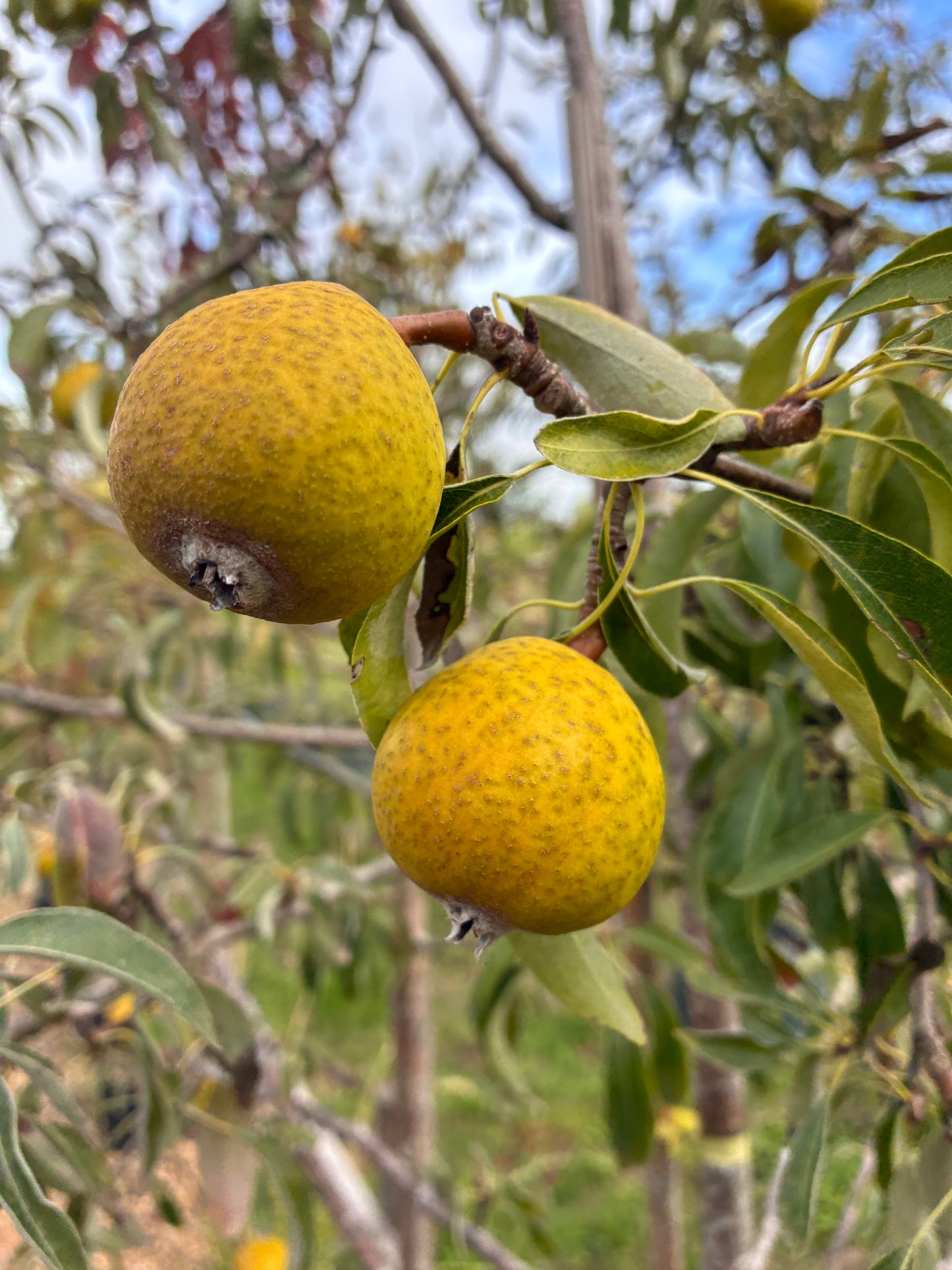 Pyrus Silver Sail