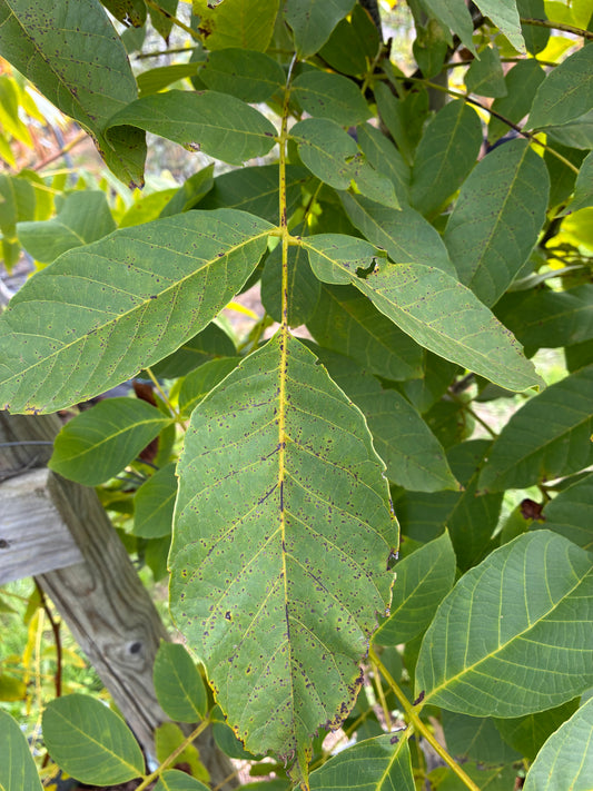 Walnut - Juglans Nigra