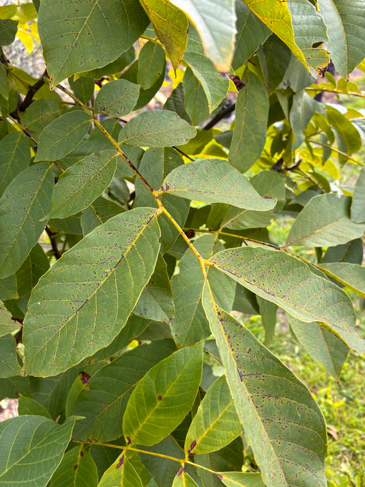 Walnut - Juglans Nigra